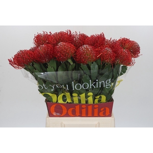 Nutans Ayoba Red