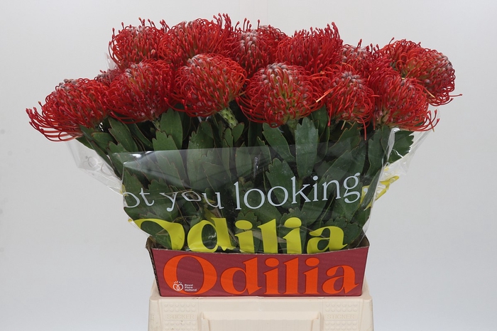 Nutans Ayoba Red