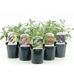 Buddleja davidii MIX LAAG