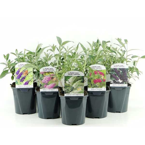 <h4>Buddleja davidii MIX LAAG</h4>