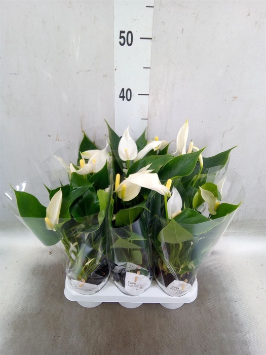<h4>Anthurium  'Banderola Cava'</h4>
