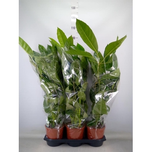 Schefflera actin. 'Amate'