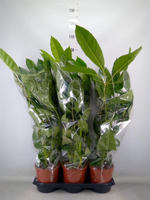 <h4>Schefflera actin. 'Amate'</h4>