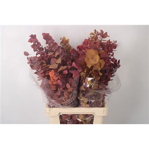 Stabi Stuartiana Mix Per Bunch