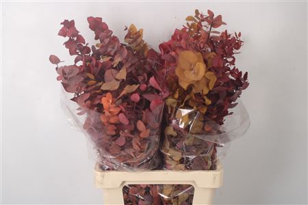 <h4>Stabi Stuartiana Mix Per Bunch</h4>