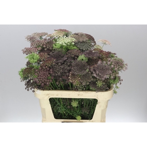 Ammi Daucus Carota Dara