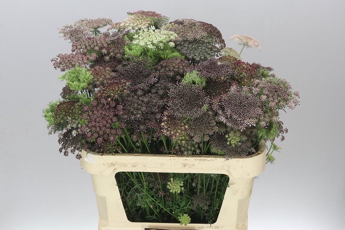<h4>Ammi Daucus Carota Dara</h4>