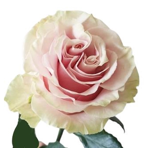 R Gr Pink Mondial Bicolor 60cm EC