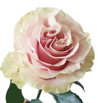 <h4>R Gr Pink Mondial Bicolor 60cm EC</h4>
