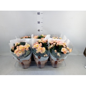 Begonia elat. DU 'Hailey Sunset'