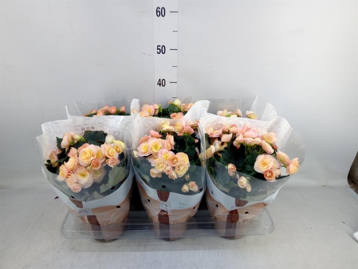 <h4>Begonia elat. DU 'Hailey Sunset'</h4>