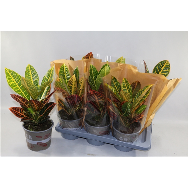 <h4>Croton Petra 17cm in Vensterhoes"Sunshiners®"</h4>