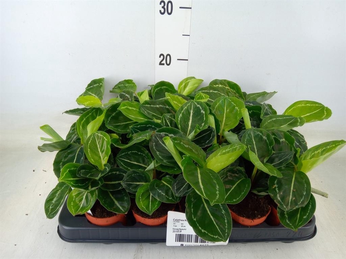 <h4>Calathea ...</h4>