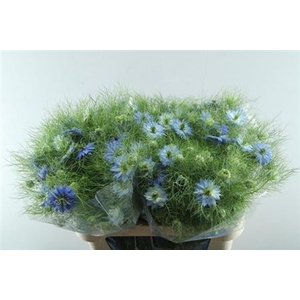 Nige D Ov Blauw Bs