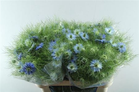 <h4>Nige D Ov Blauw Bs</h4>