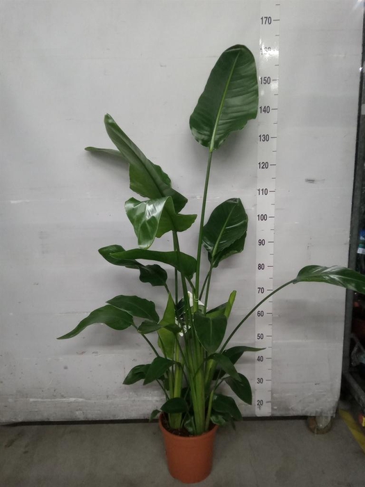 <h4>Strelitzia nicolai</h4>