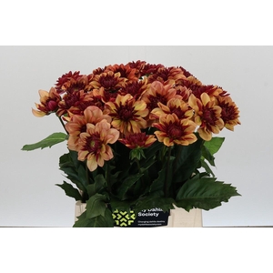 Dahlia Creme de Cognac