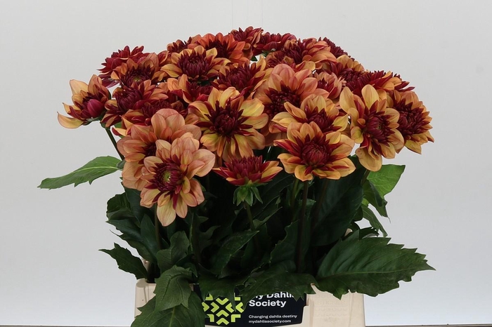 <h4>Dahlia Creme de Cognac</h4>