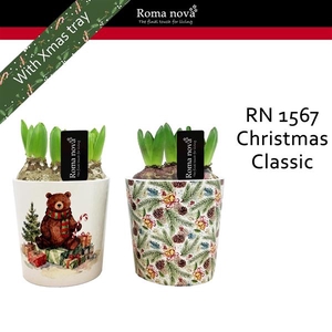 Arrangementen Hyacinthus 6%