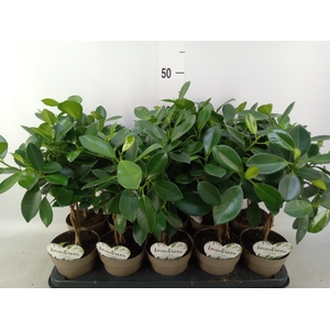 Ficus microcarpa 'Maya'