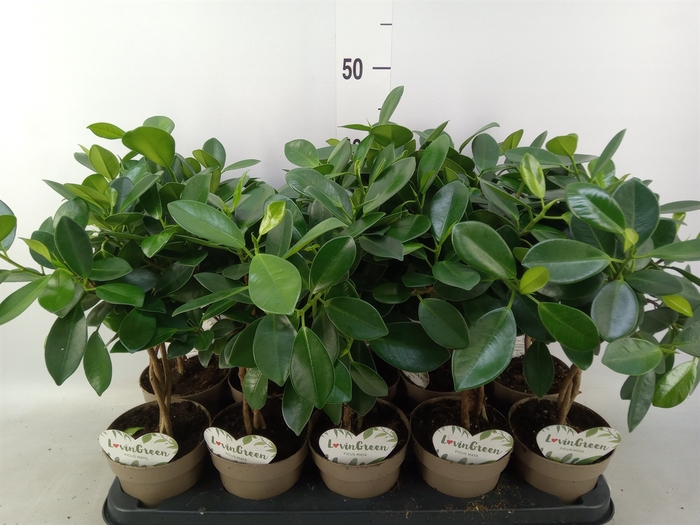 <h4>Ficus microcarpa 'Maya'</h4>