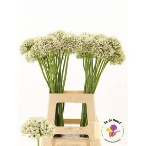 ALLIUM NIGRUM