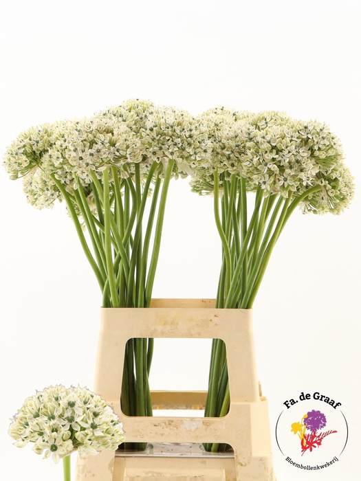 <h4>ALLIUM NIGRUM</h4>
