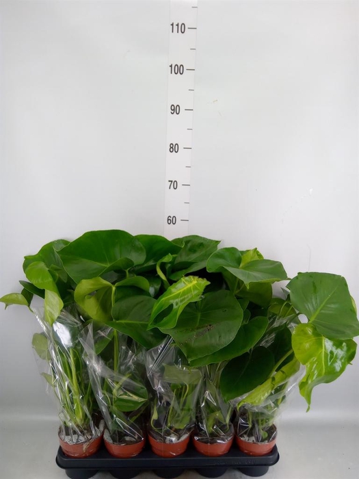 <h4>Monstera delic.</h4>