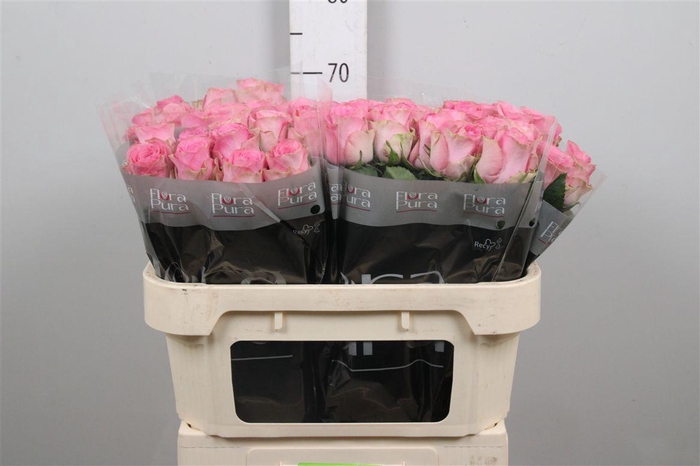 <h4>R Gr Renaissance</h4>