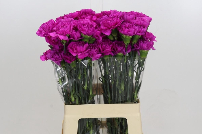 <h4>Dianthus St Tiepolo Fucsia</h4>