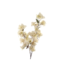 Bougainvillea Spray Cream