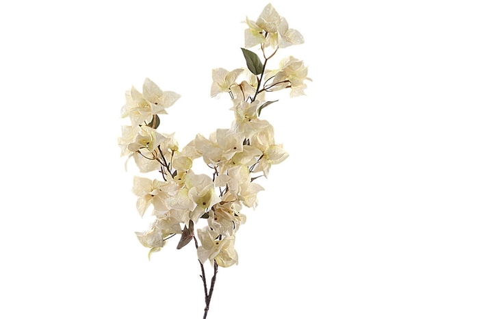 <h4>Bougainvillea Spray Cream</h4>