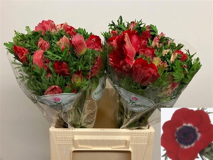 <h4>ANEM CO GALIL ROOD</h4>