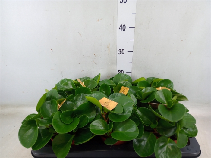 <h4>Peperomia obt. 'Green Gold'</h4>