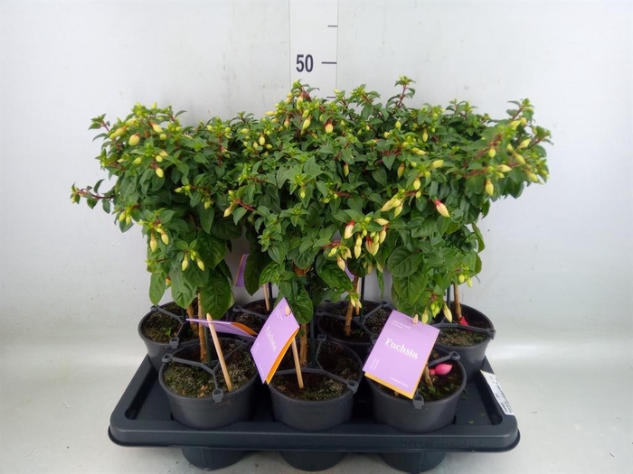 <h4>Fuchsia   ...mix</h4>