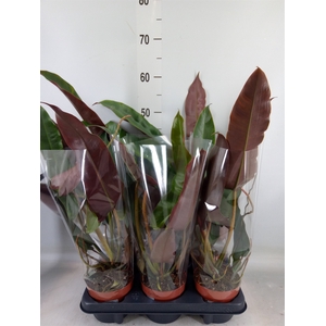 Philodendron   ...