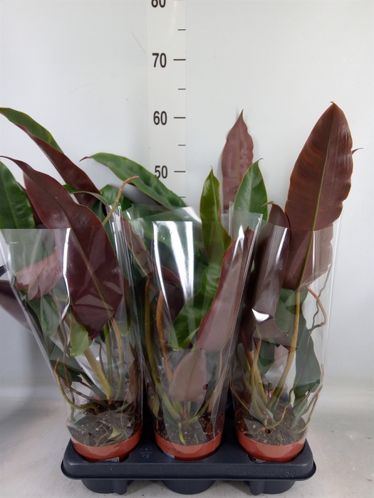 <h4>Philodendron   ...</h4>