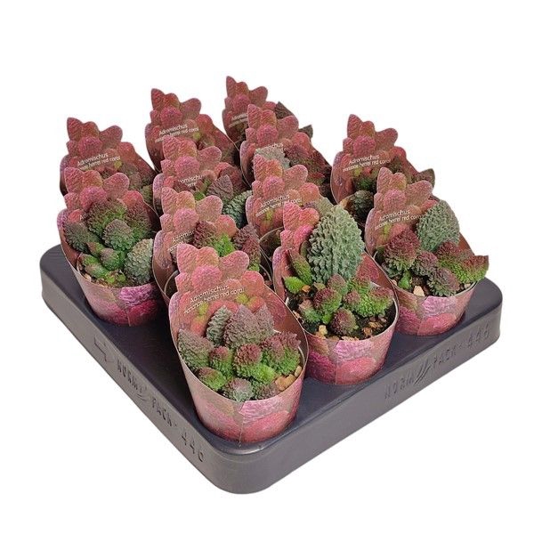 <h4>Adromischus Herrei Red Coral Potcover</h4>