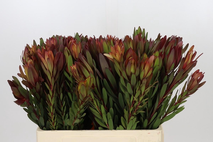 <h4>Leucadendron Safari Sunset</h4>
