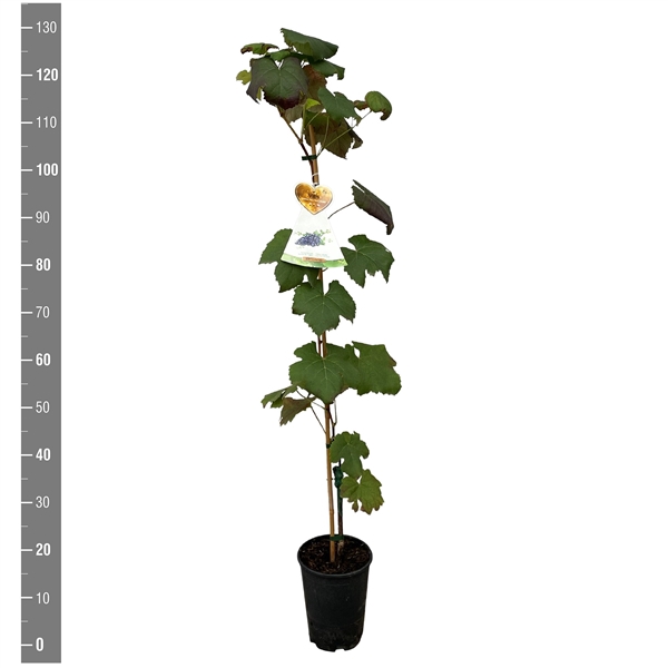 <h4>Vitis vinifera 'New York Muskat' (druif blauw)</h4>