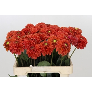 Dahlia Orange Fox