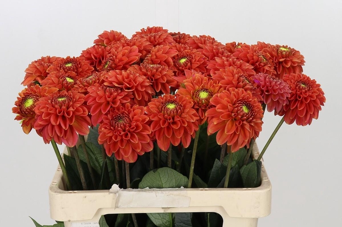 <h4>Dahlia Orange Fox</h4>