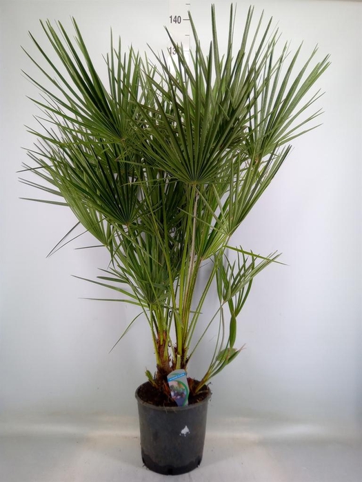 <h4>Chamaerops humilis</h4>
