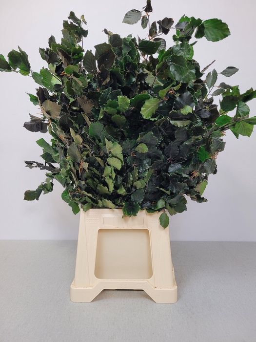 <h4>GESTABILISEERD BEUK GROEN</h4>