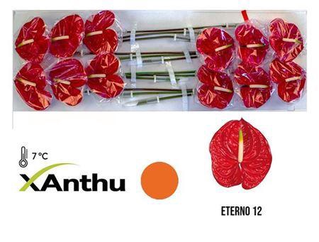 <h4>Anth A Eterno X10</h4>