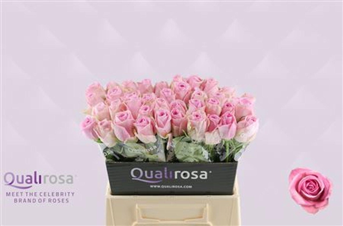 <h4>ROSA GR 'HEIDI'</h4>