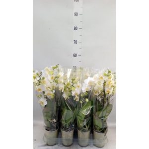 Phalaenopsis   ...white