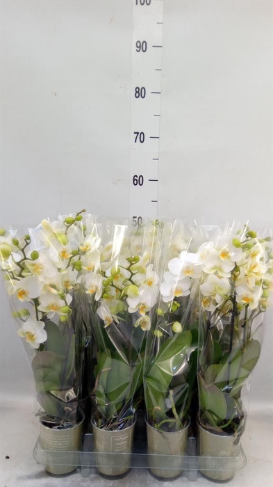 <h4>Phalaenopsis   ...white</h4>