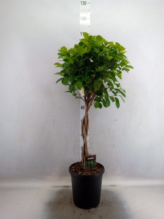 <h4>Ficus microcarpa 'Moclame'</h4>