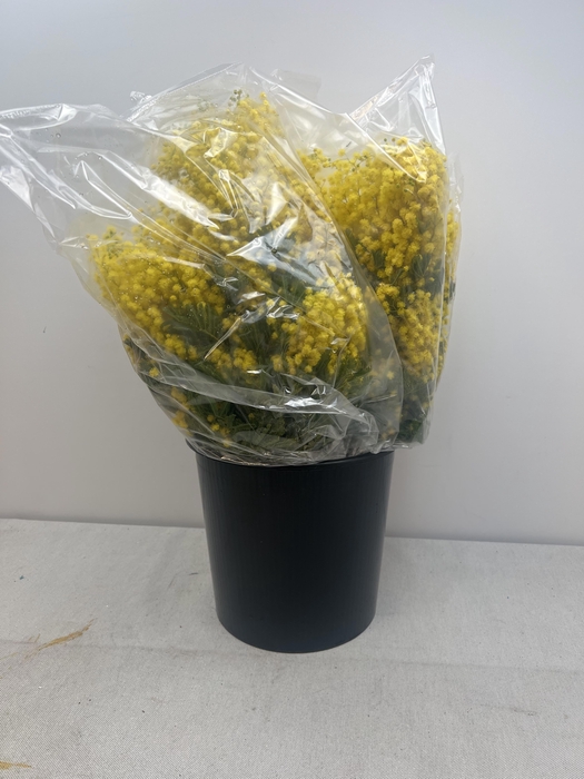 <h4>ACACIA DEALBATA TURNER PB</h4>